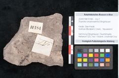Foto (Objekt + Etikett) von Dryandra comptoniaefolia Ettingshausen (NHMW-GEO-2024-0188-10184)